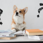 Čo si o psíkoch myslíte a nie je to pravda