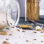 Mravce v dome – hlavne nepanikárte!